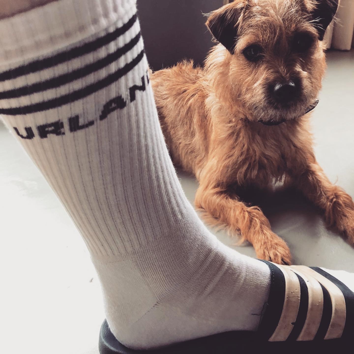 Image of URLAND socks